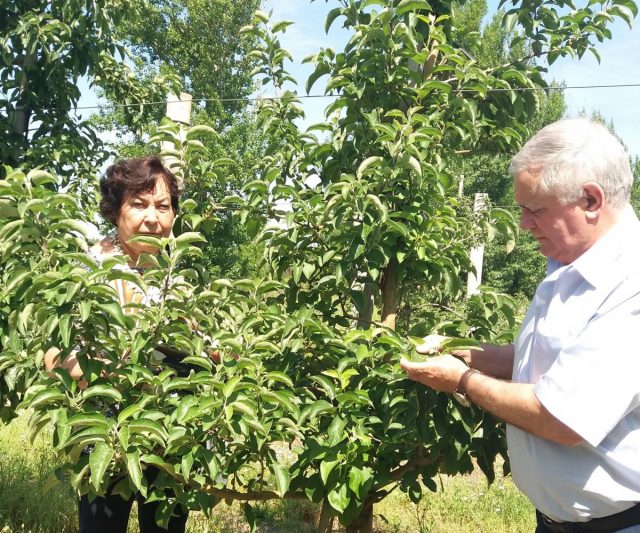 Как подкармливать растения